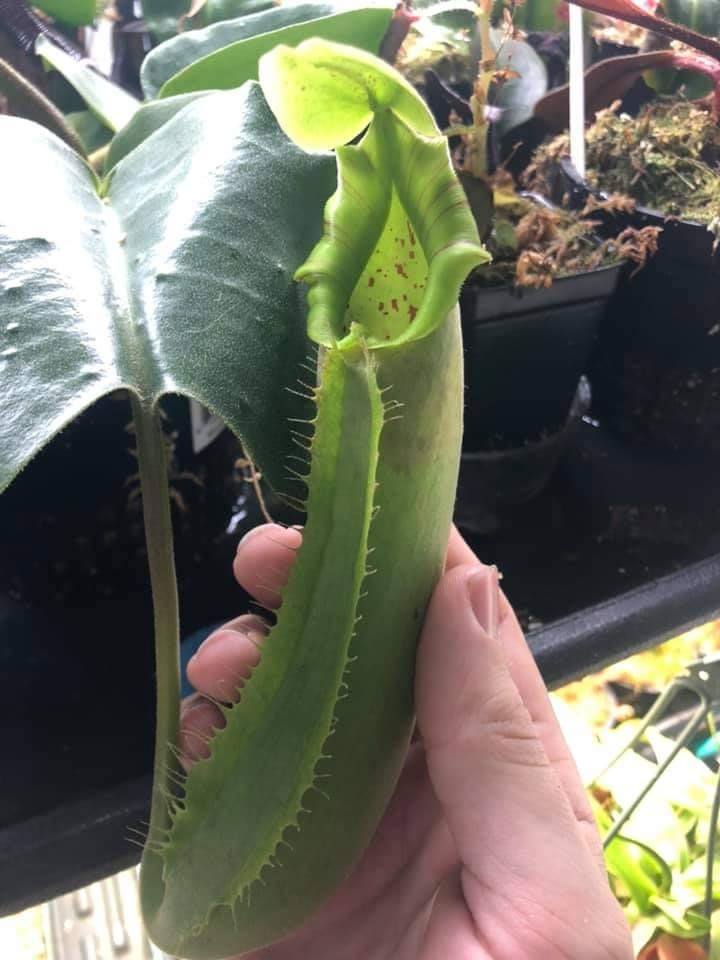 One of the apex Nepenthes... - Exotic & Carnivorous Plants PH | Facebook