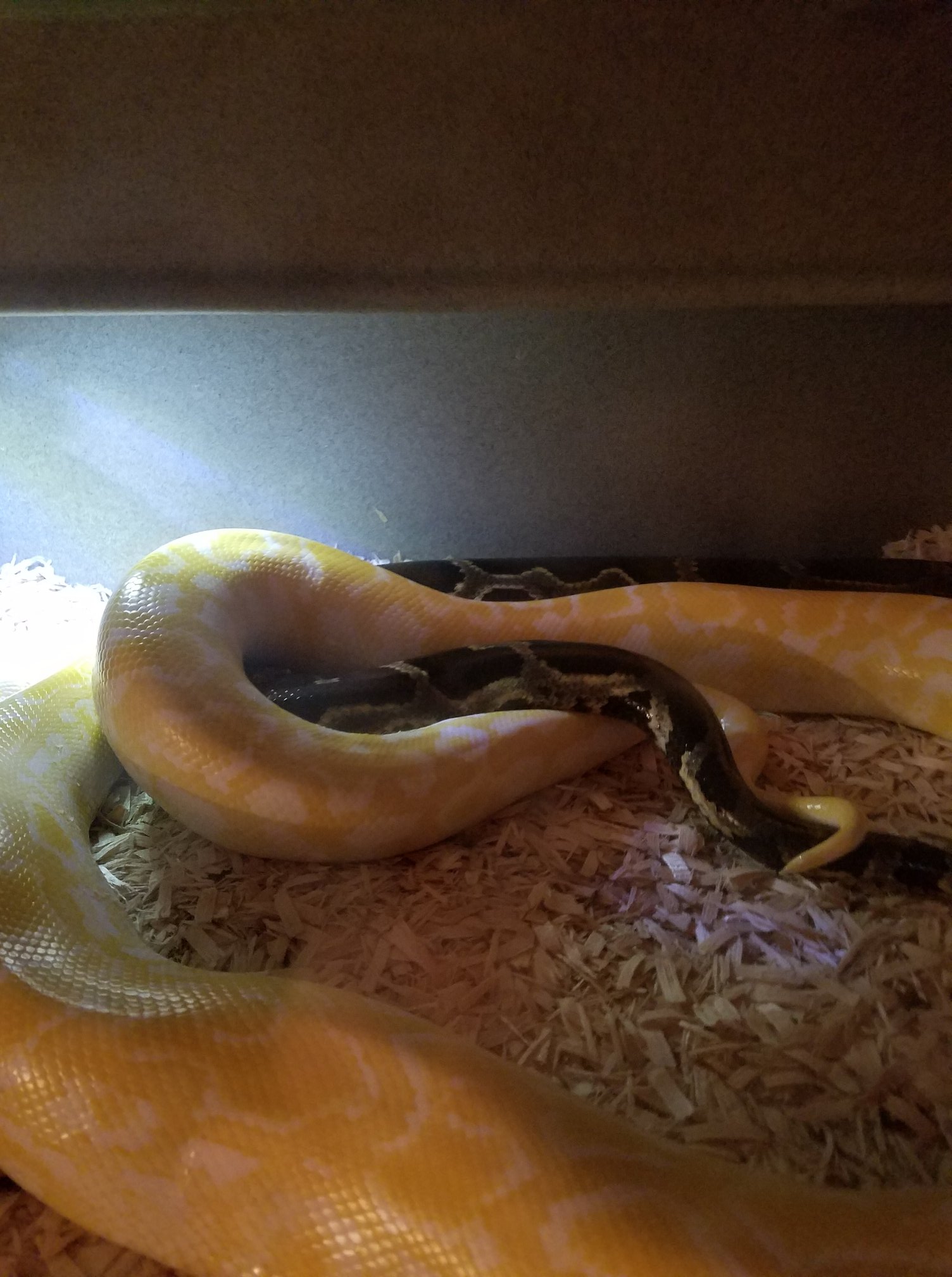 Rocky Mountain Retics