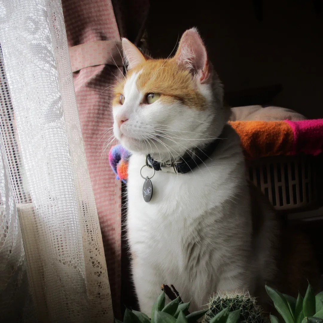 deva.cat | Quito