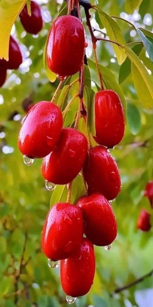 The fruit shown in the picture is the Cornus mas, also known as