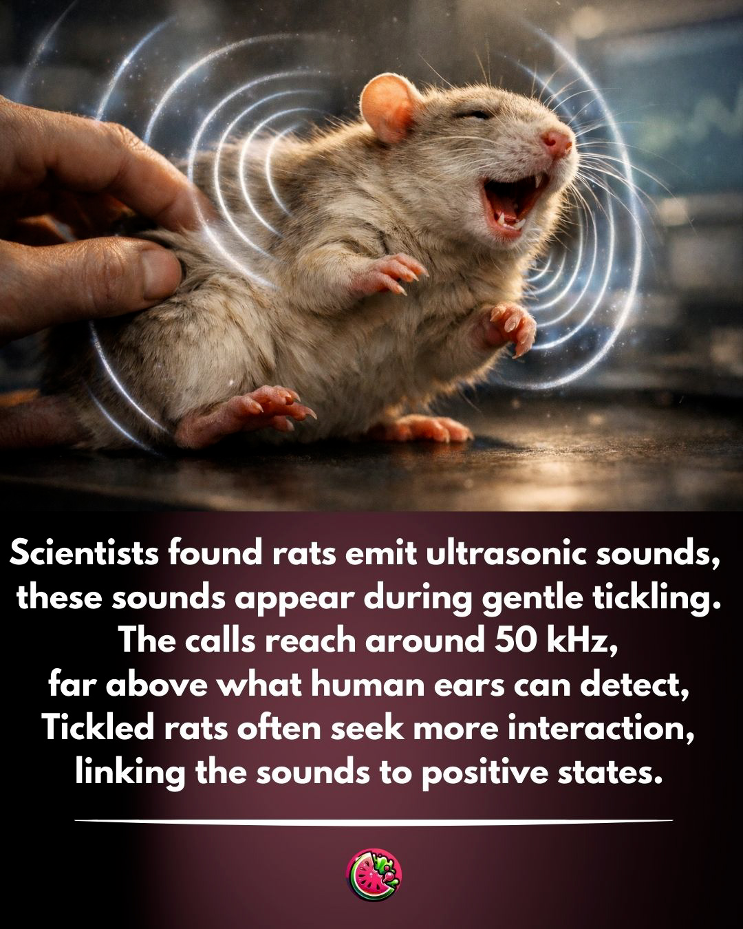 Wildlife experts explain that food... - Watermelon Sugar | Facebook
