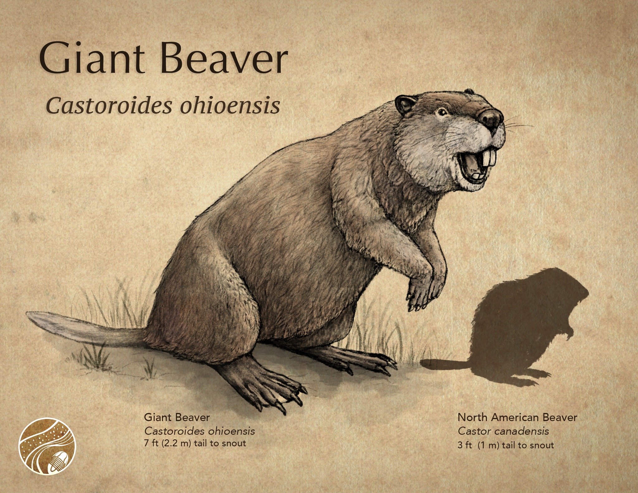 Ohio - The Giant Beaver, 𝐶𝑎𝑠𝑡𝑜𝑟𝑜𝑖𝑑𝑒𝑠 𝑜ℎ𝑖𝑜𝑒𝑛𝑠𝑖𝑠. Adult giant beaver ...