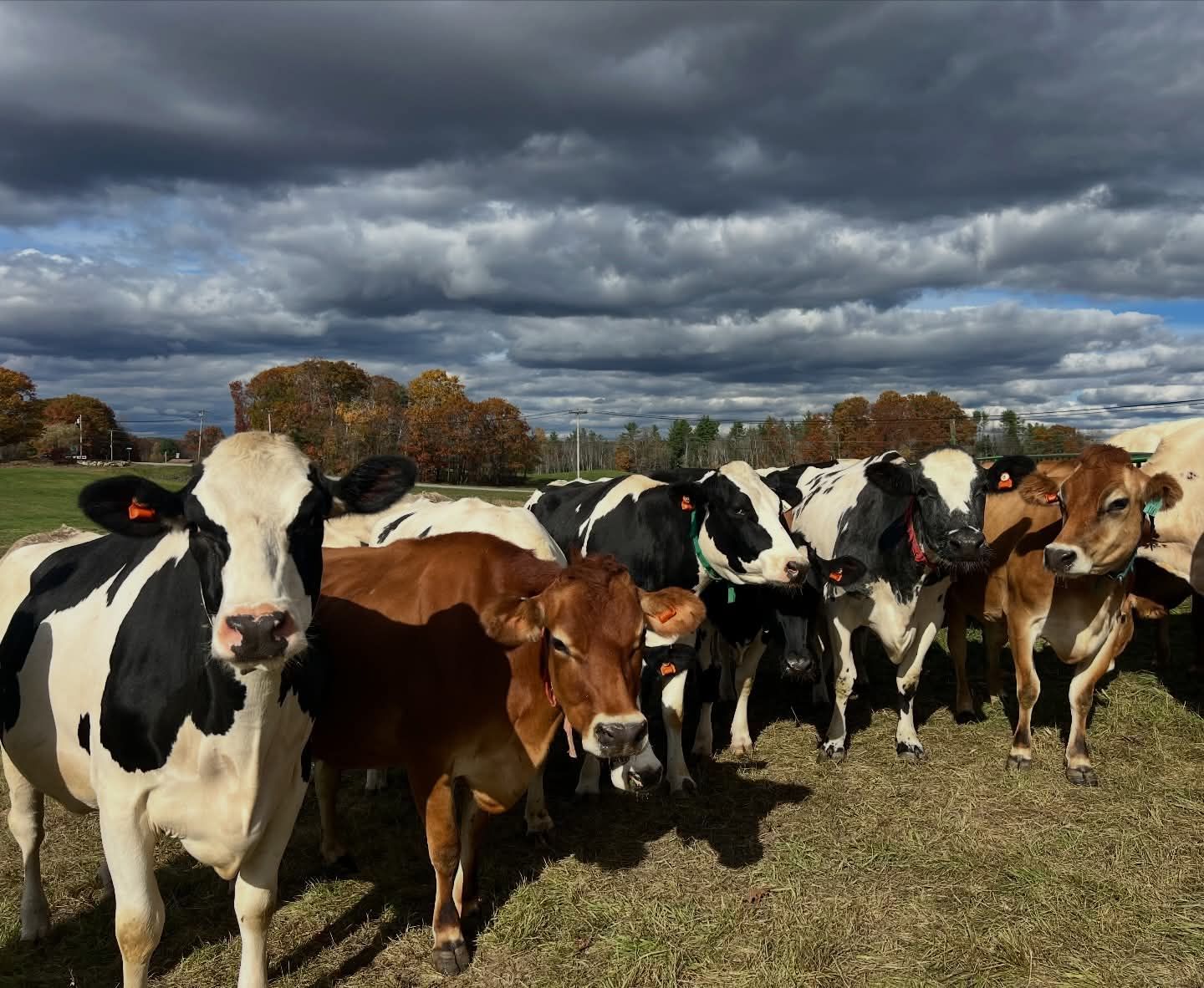 Happy National Farmer’s... - Mountain View Dairy Equipment | Facebook