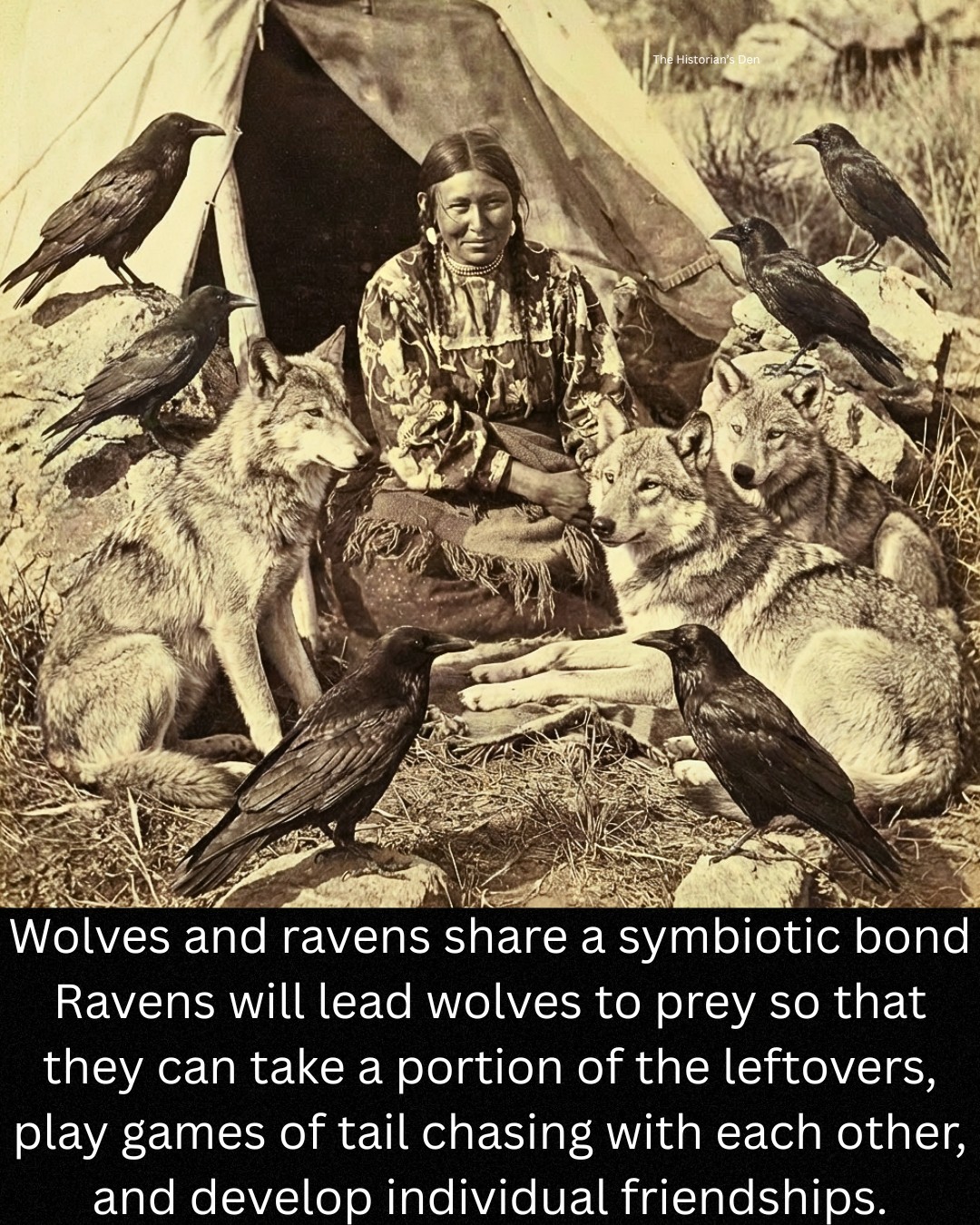 The Historian's - Wolves and ravens have long fascinated American ...