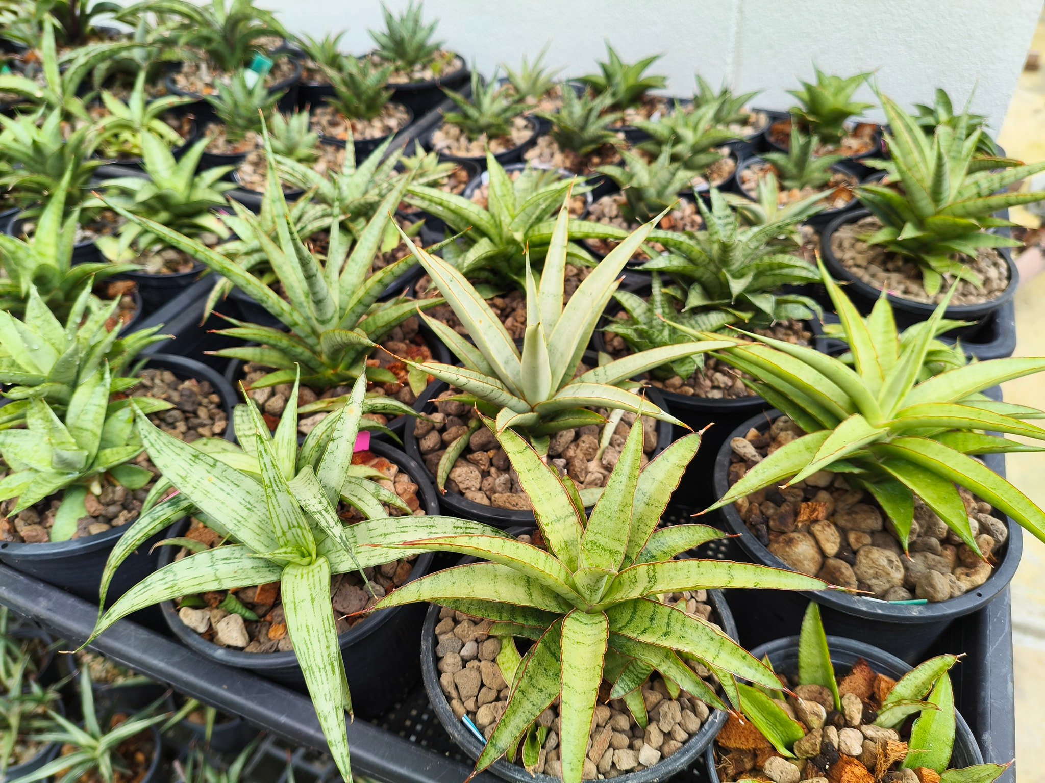 サンスベリア scimitariformis R944 v A サンスベリア scimitariformis