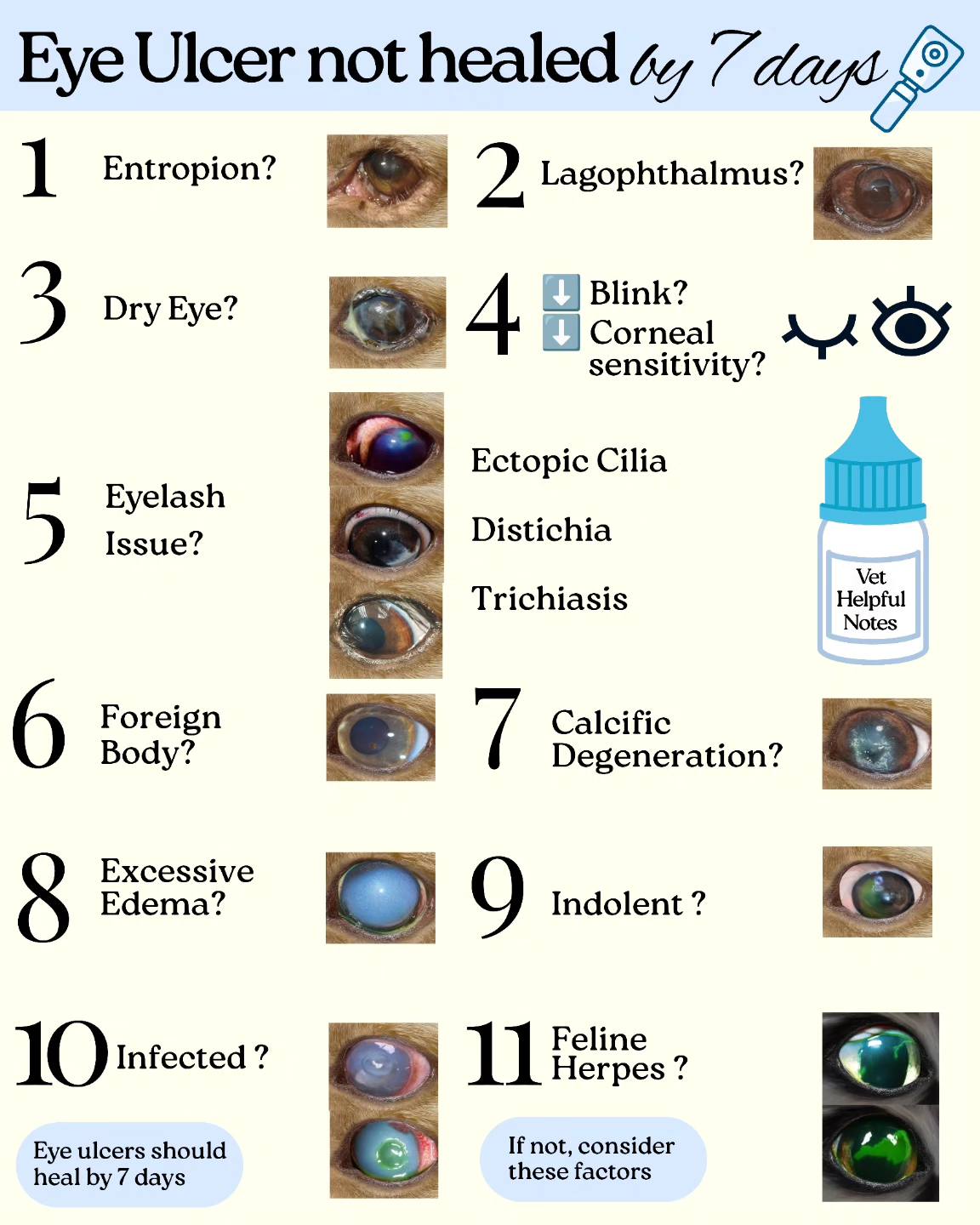 What to consider if an eye ulcer has... - vet.helpful.notes | Facebook