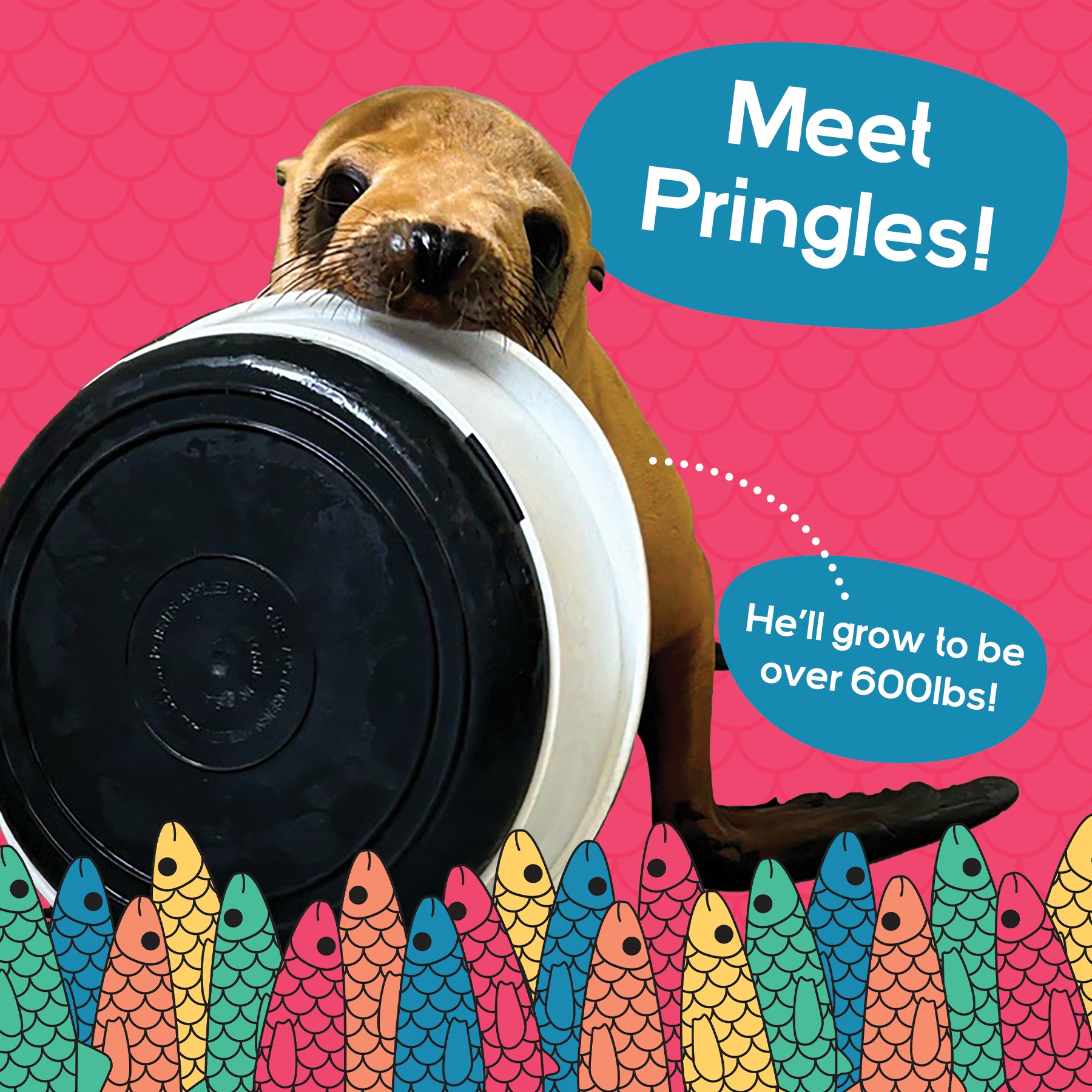 👋 Meet Pringles! Pringles... - Pacific Marine Mammal Center