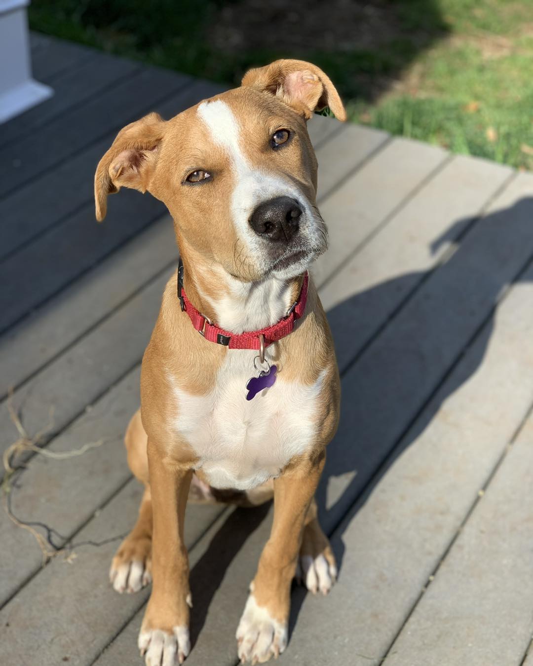 Please look into this boy’s... - Sandy Paws Rescue Inc.
