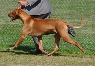 Regalcrown Rhodesian Ridgebacks