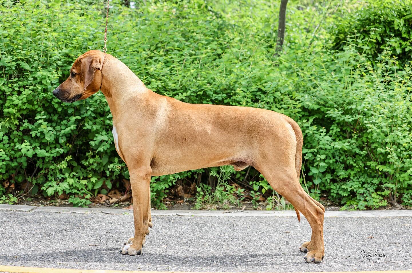 Regalcrown Rhodesian Ridgebacks