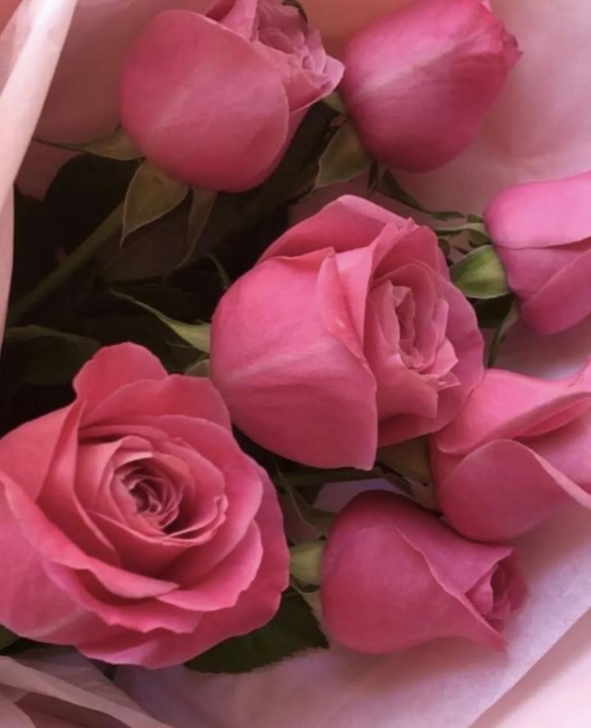 Roses - 🌸🌾🍃🌸🍃🌾🌸 | Facebook