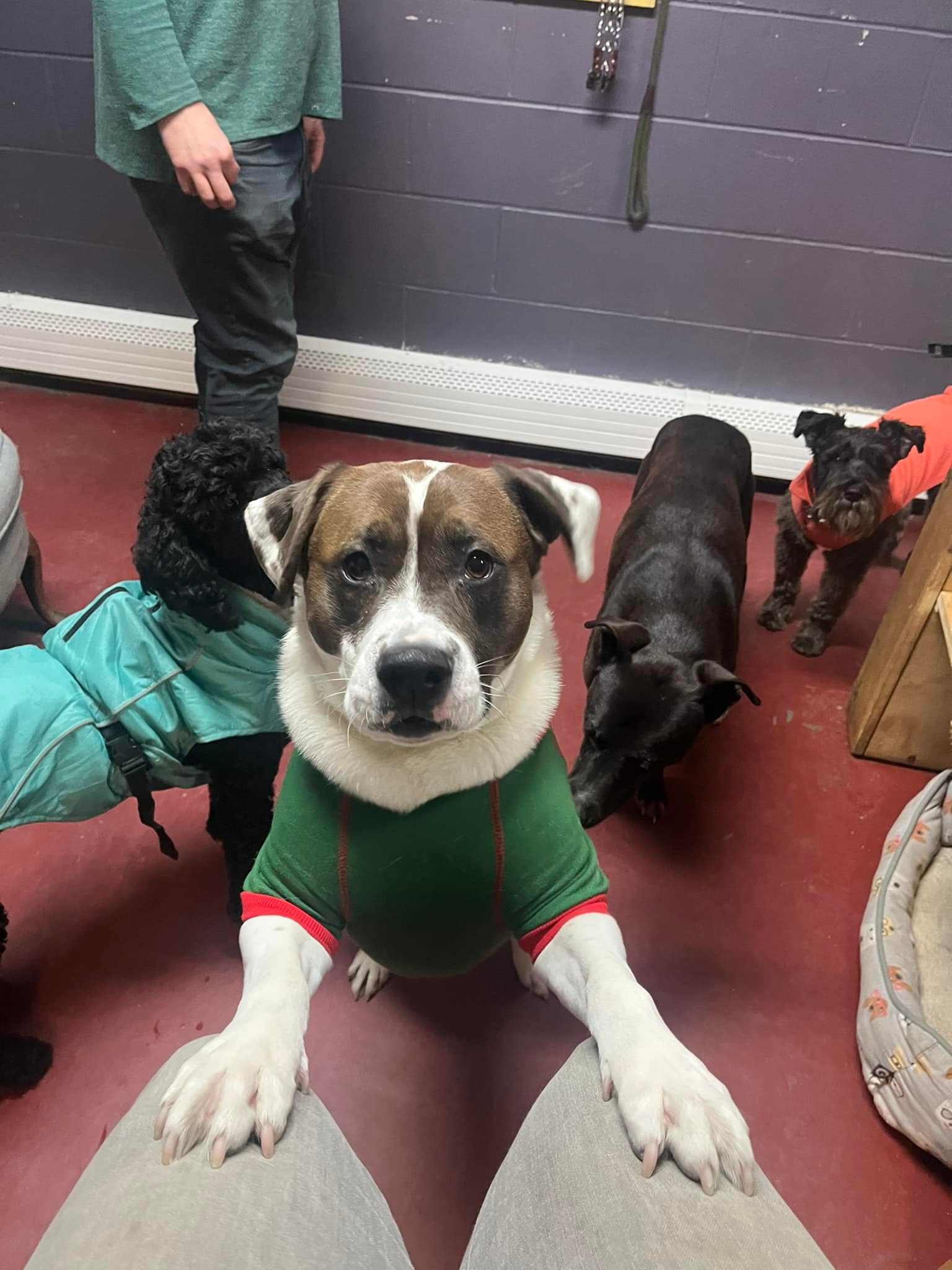Four Paws Inn - Happy Thursday everyone! We tried to keep...