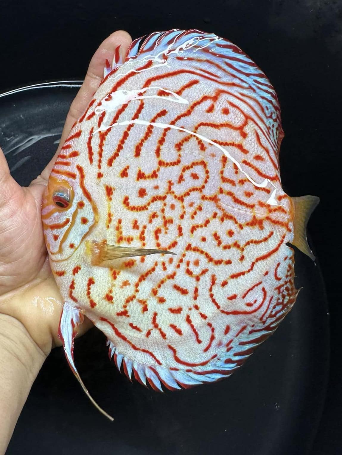 IP Discus Australia | Girraween NSW