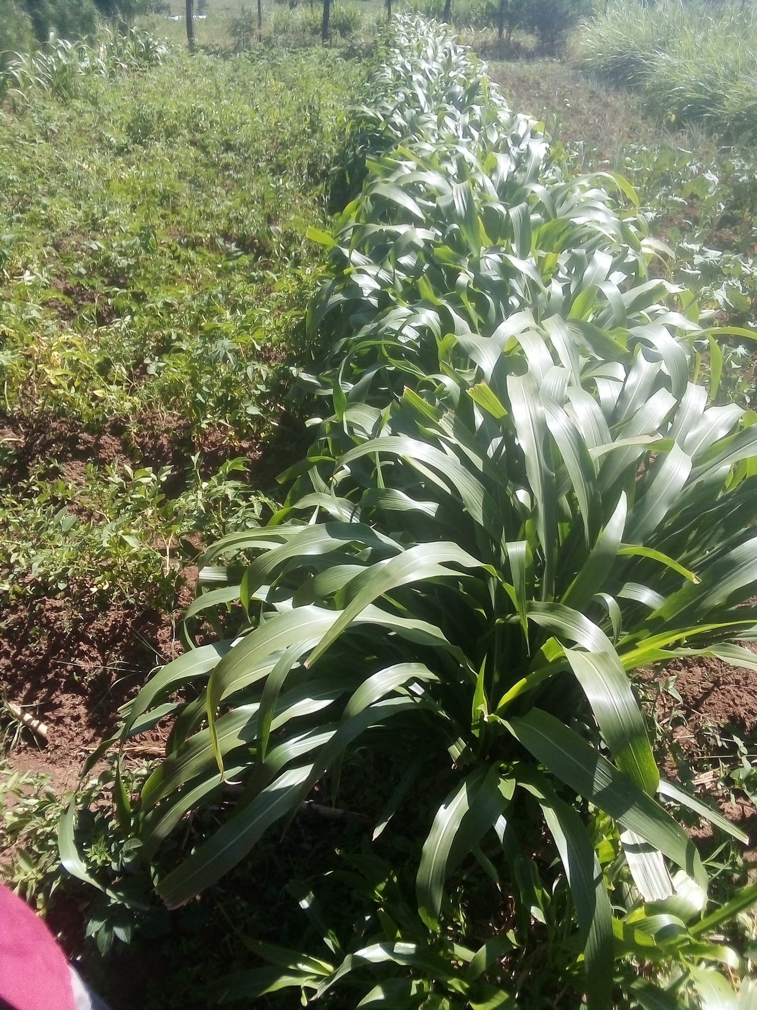 Bm Farm