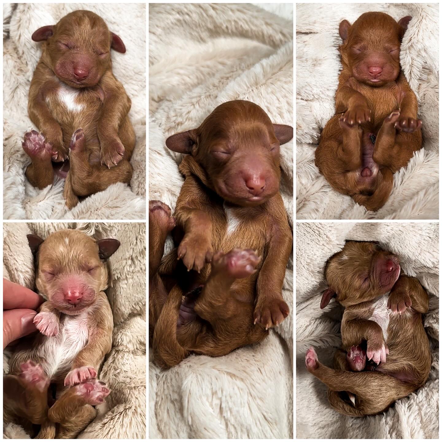 Our 5 itty bitty Micro Mini... - Ruff Country Doodles | Facebook