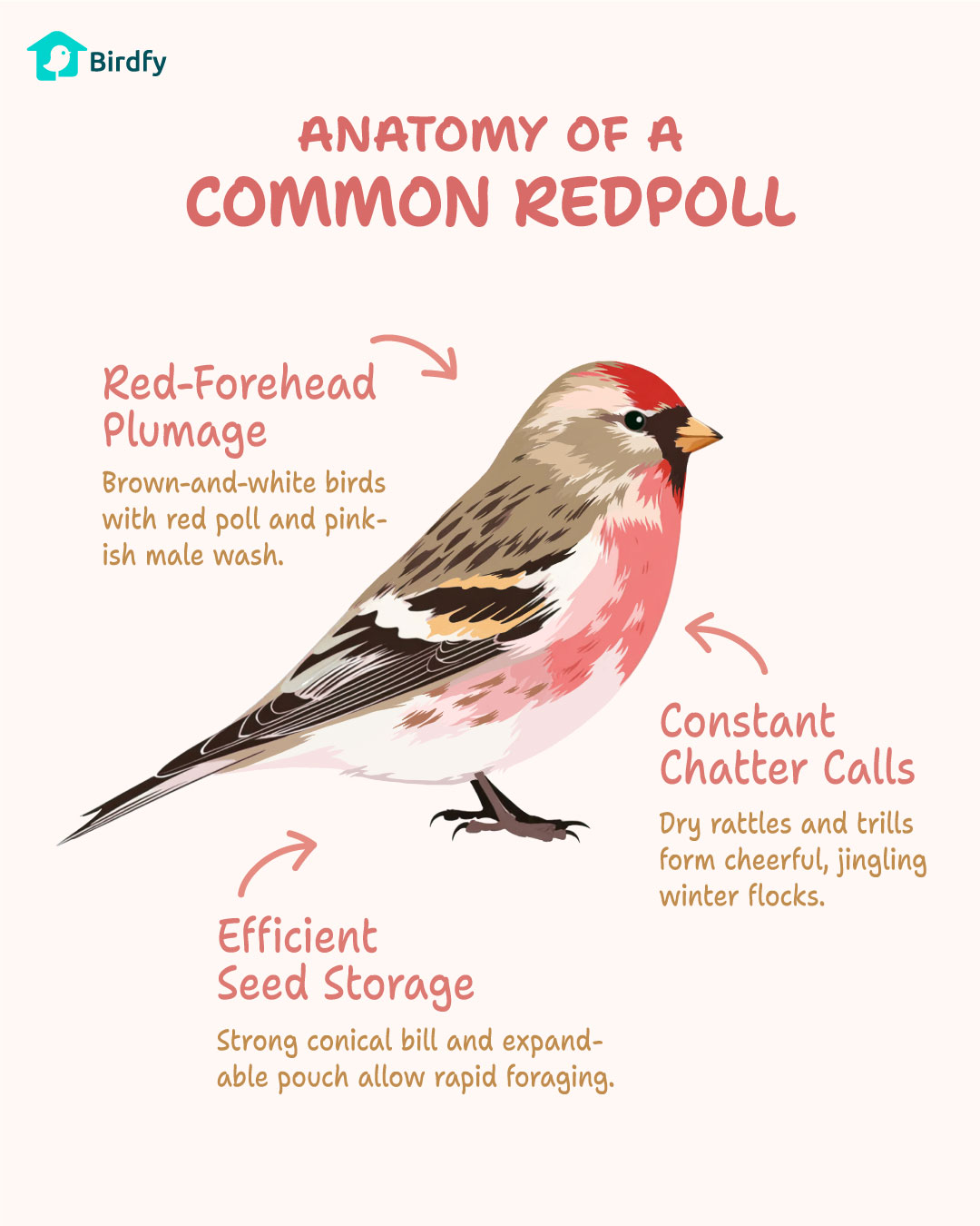 🔴⚪ #birdoftheweek | Common Redpoll 🎵... - Birdfy by Netvue | Facebook