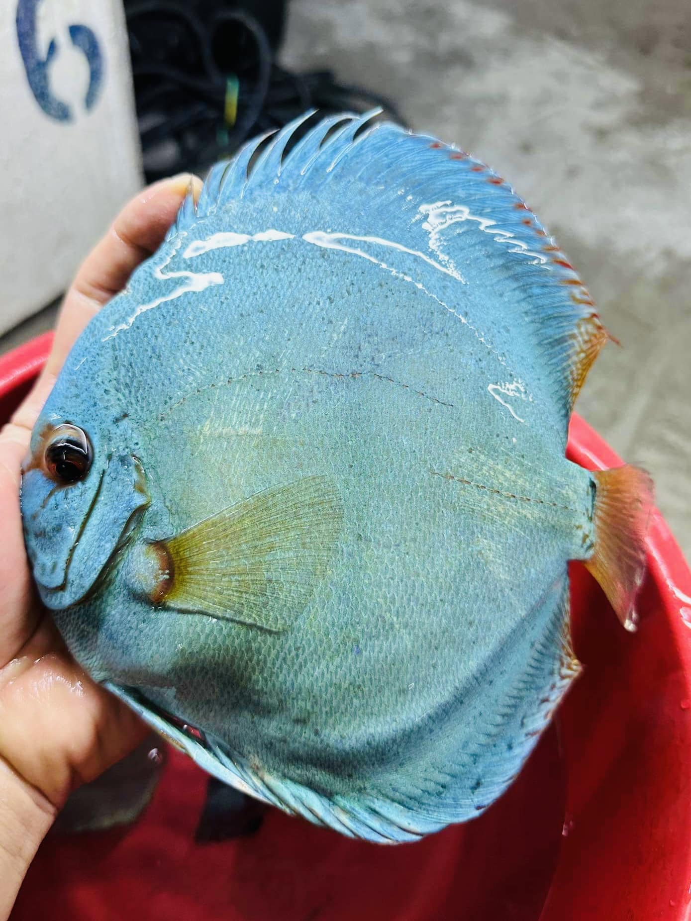 IP Discus Australia | Girraween NSW