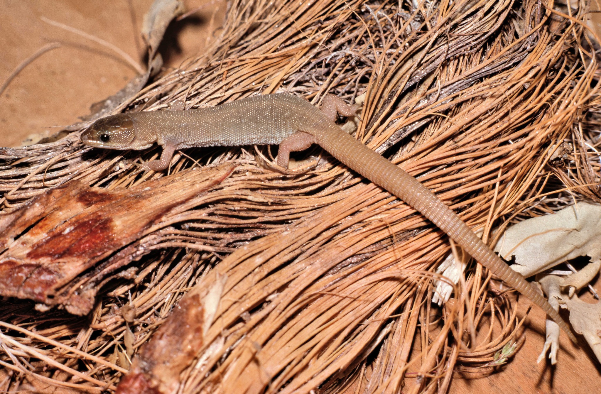 Yucca Night Lizards (Xantusia vigilis) From Fresno County, California