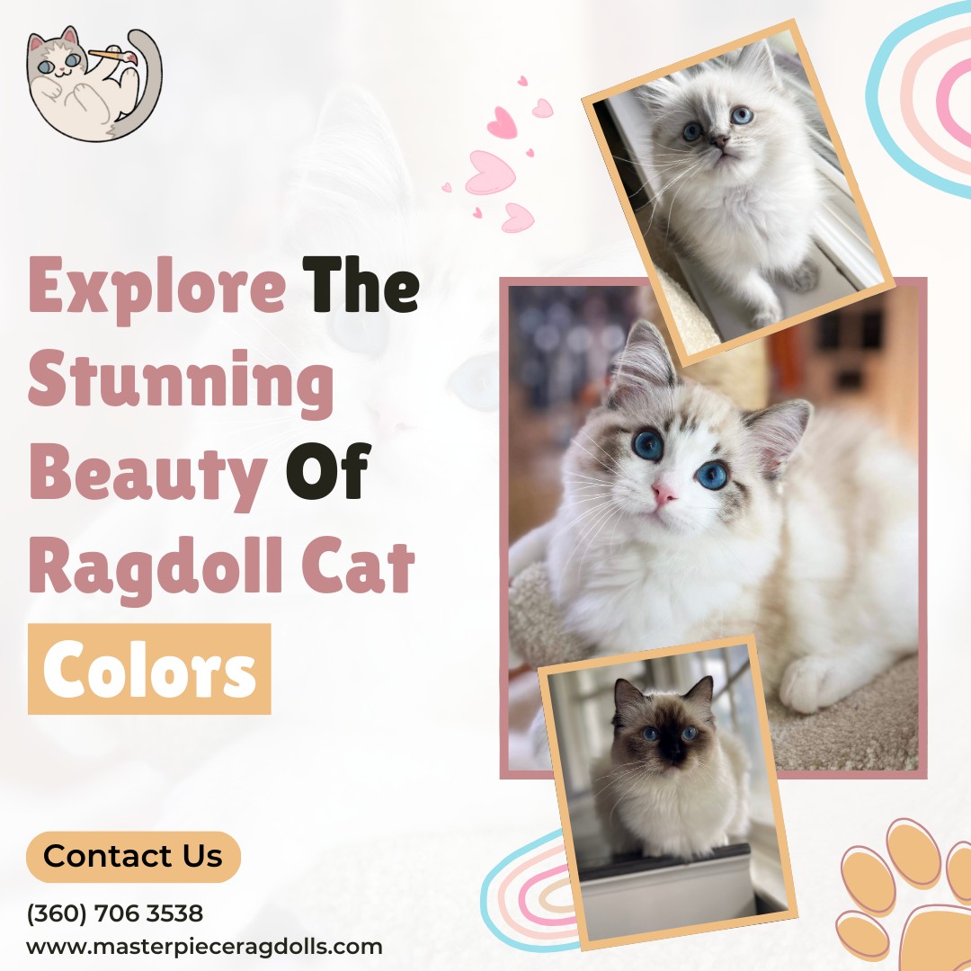 Masterpiece Ragdolls | Olympia WA