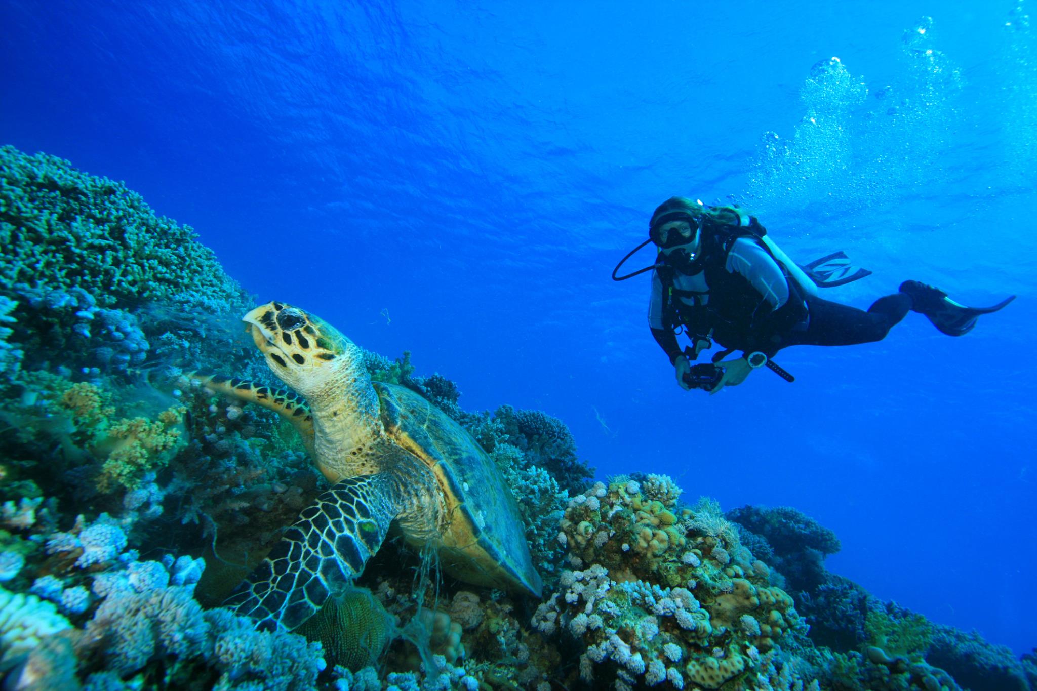 Sea Turtle Week | Portland OR