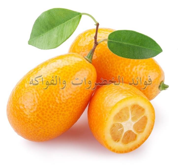 إلى المنفى بريد بطانة برتقال صغير جدا Chiccostrollerdubai Org