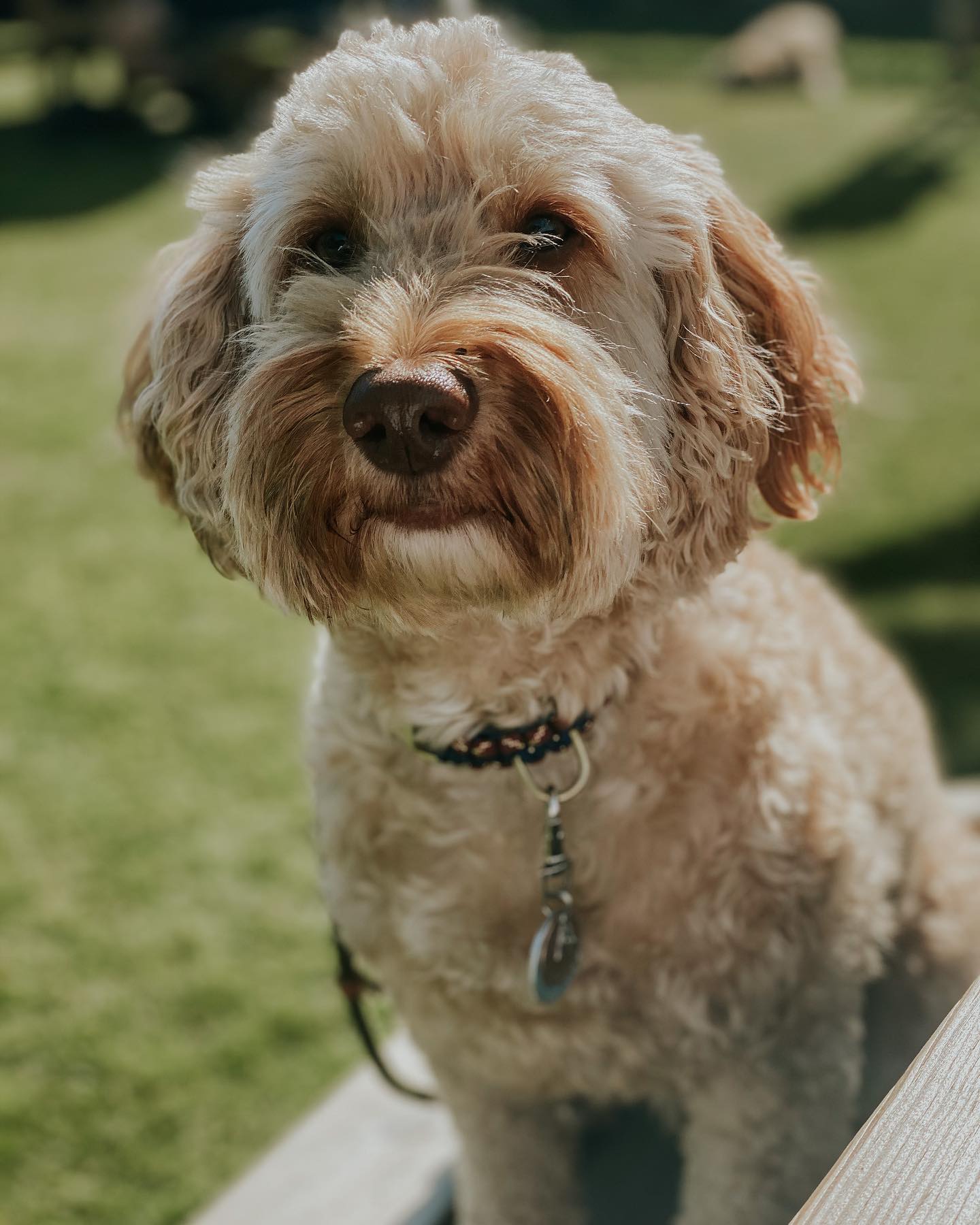 The Cockapoo 2