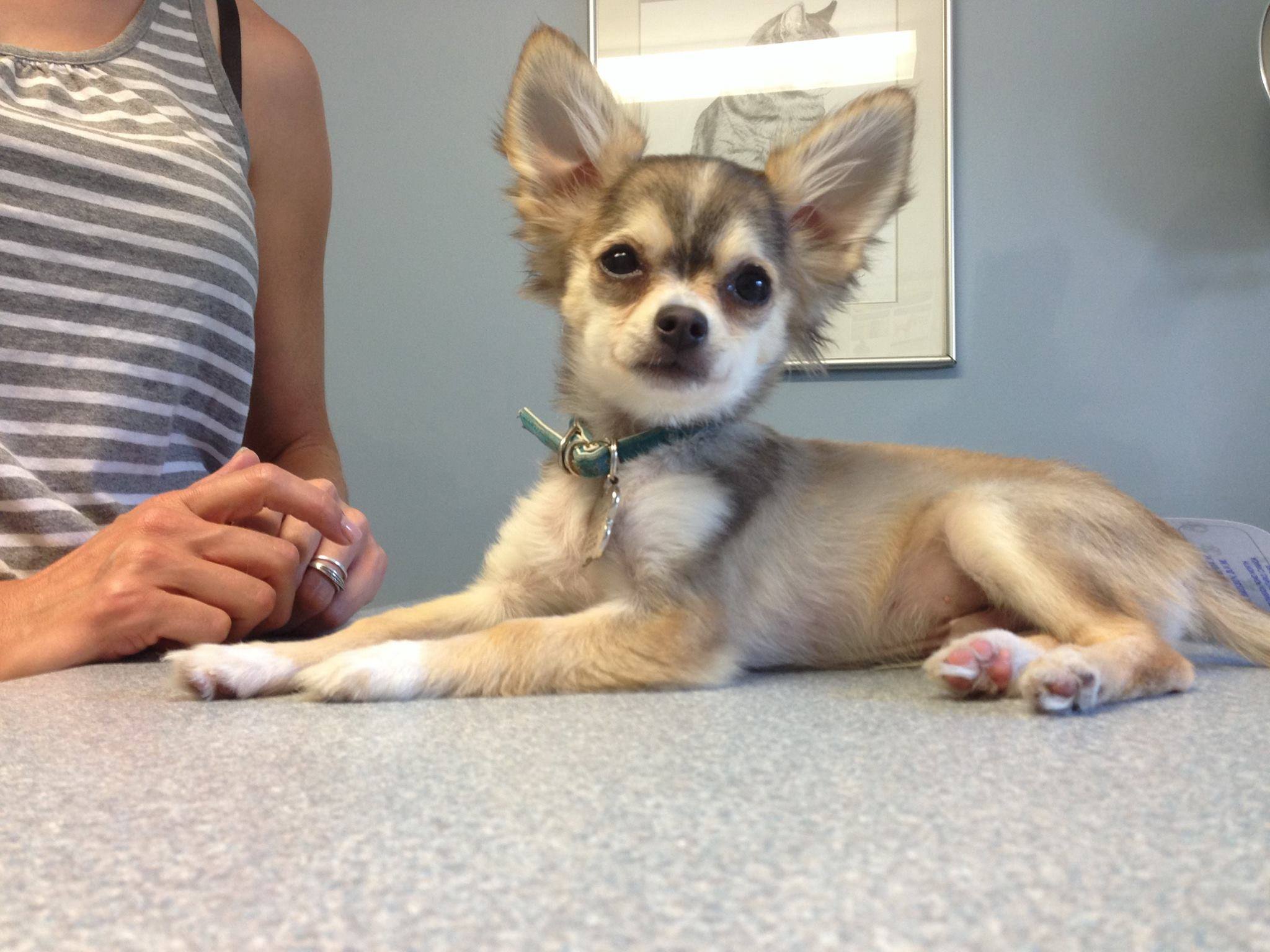 Reuben, then & now... Today... - Kingsville Animal Clinic | Facebook