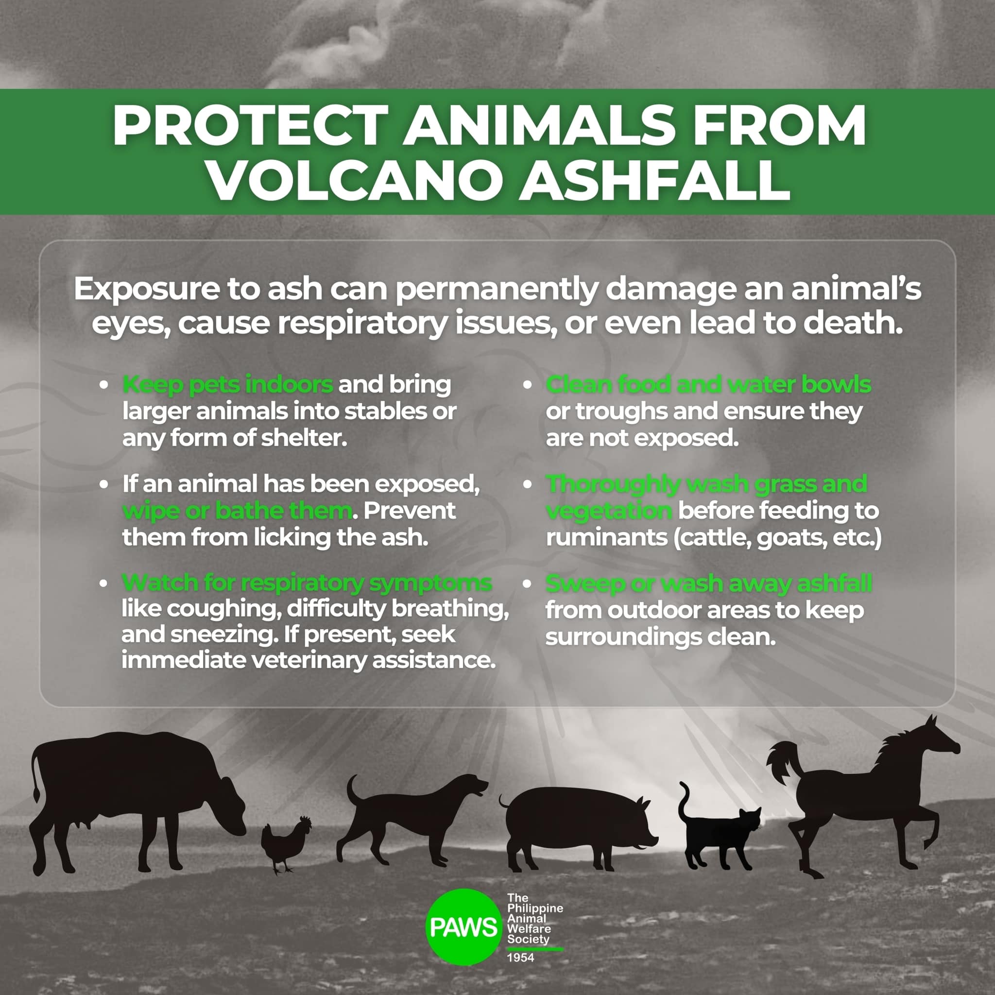 Philippine Animal Welfare Society (PAWS) - PROTECT ANIMALS FROM VOLCANO ...