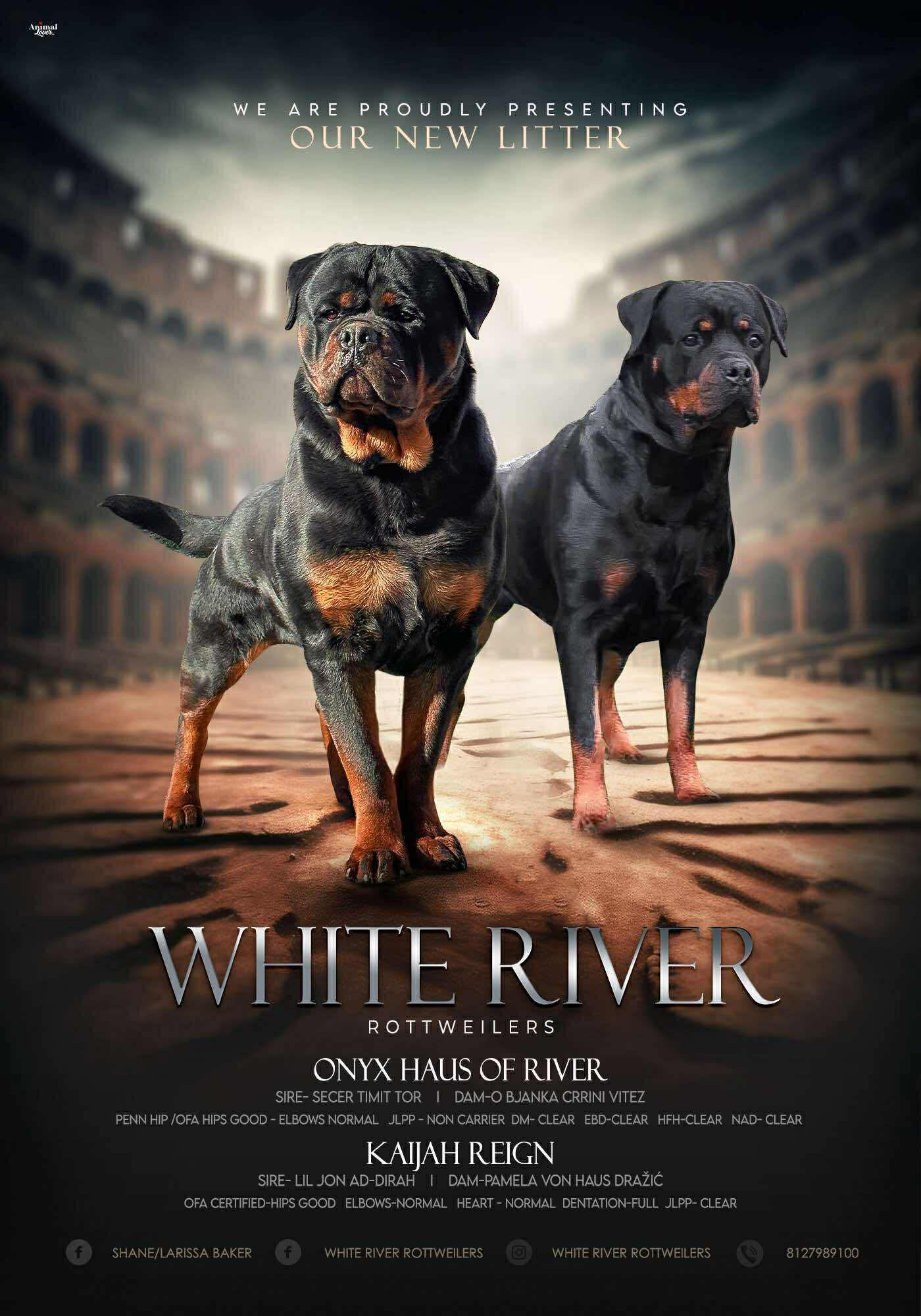 White River... - White River Rottweilers and French Bulldogs