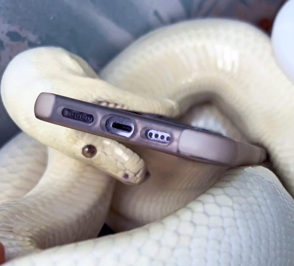 When your albino olive python... - Palumbo's Pythons & Boas