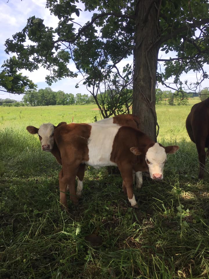 Deep Roots Ranch, LLC | Chelsea MI