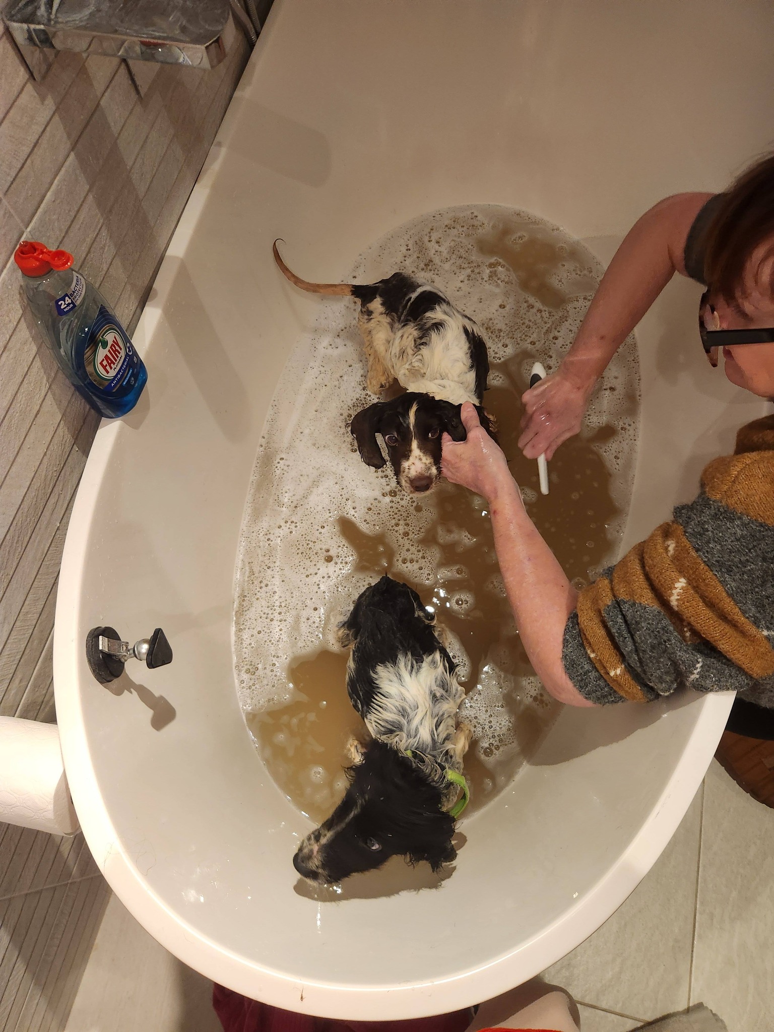 P... - Protected Paws Animal Rescue Registered charity 1202369