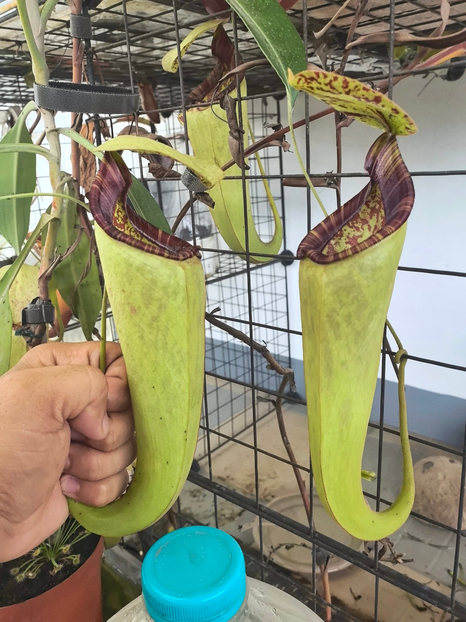 These giant pitchers of Nepenthes viking x rafflesiana white ✨🌿