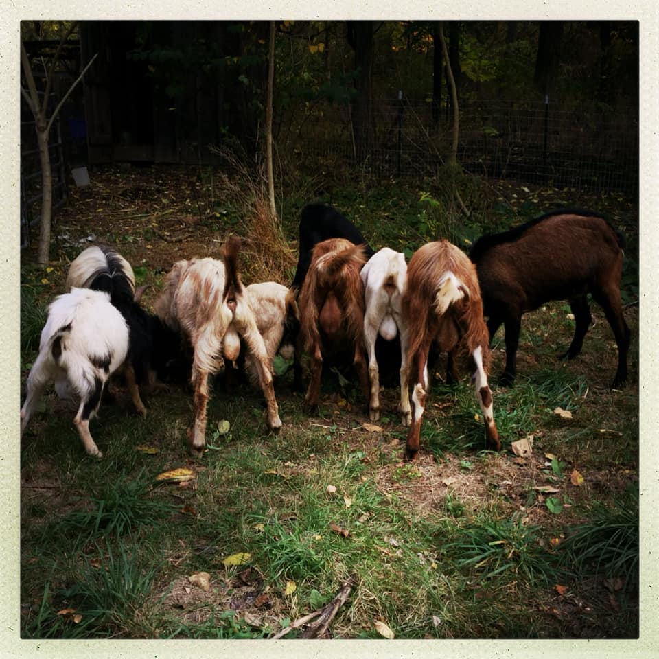 Wild Roots Farm | Germantown NY