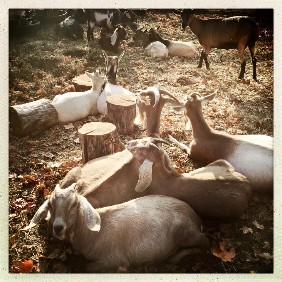 Wild Roots Farm | Germantown NY