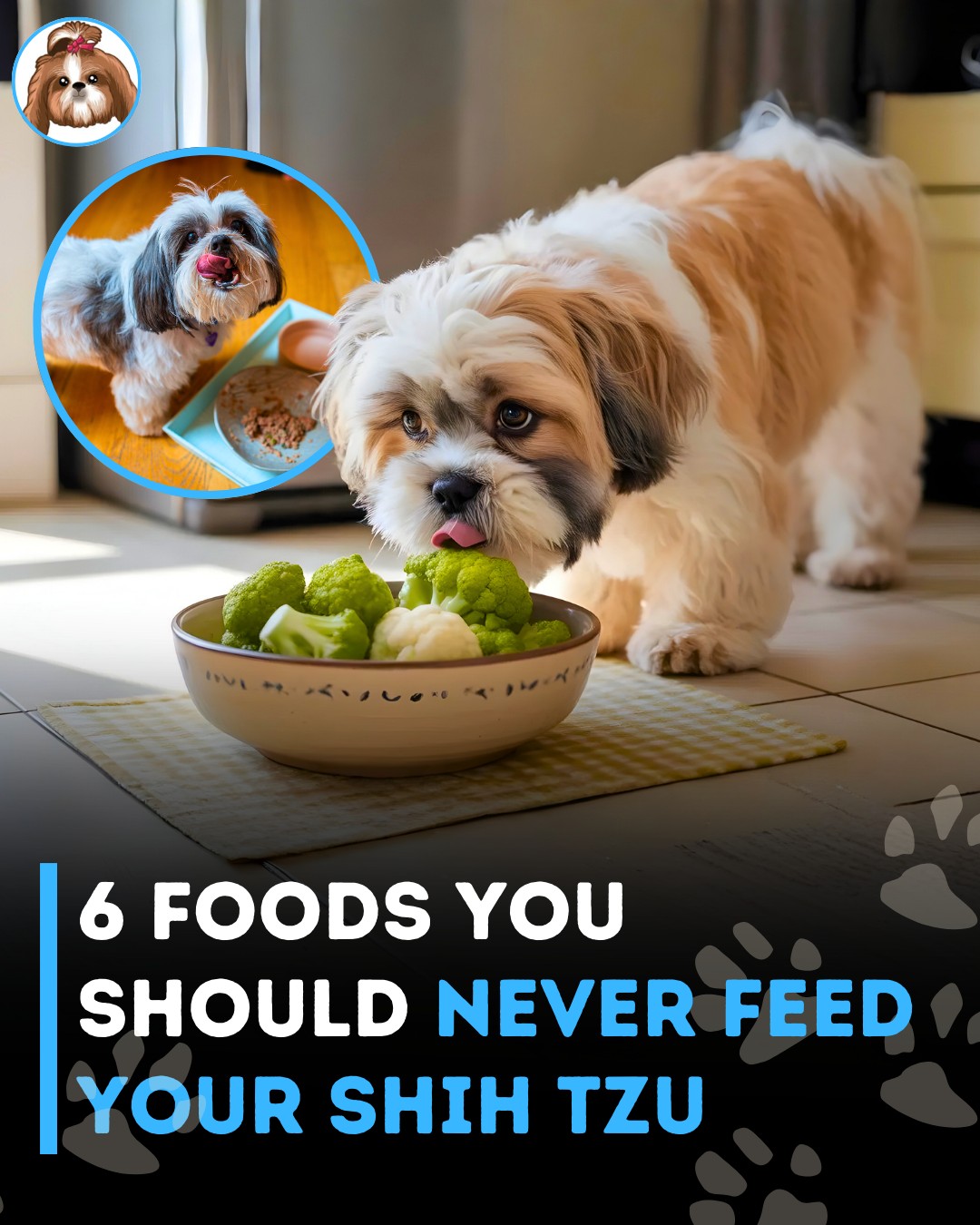 Photo inspiration: Picture Idea: Shihtzuadvice Com Keep Your Shih Tzu Safe And Healthy By