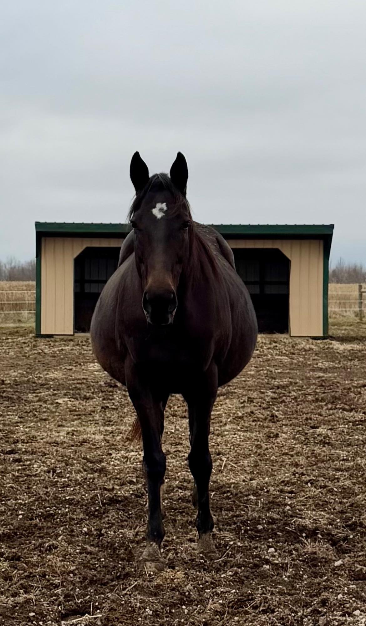 Cherryvale Stables, LLC | Brazil IN