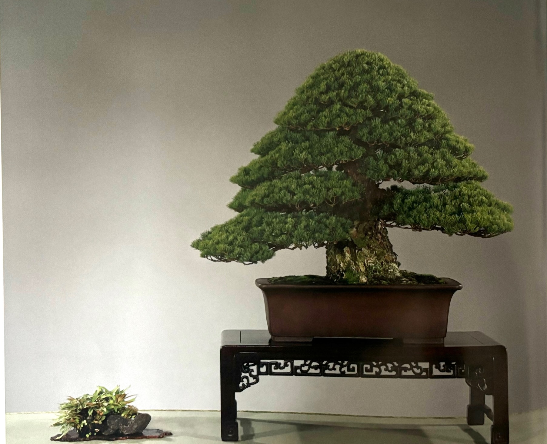 Beautiful pinus parviflora 'zuisyo' bonsai masterpiece