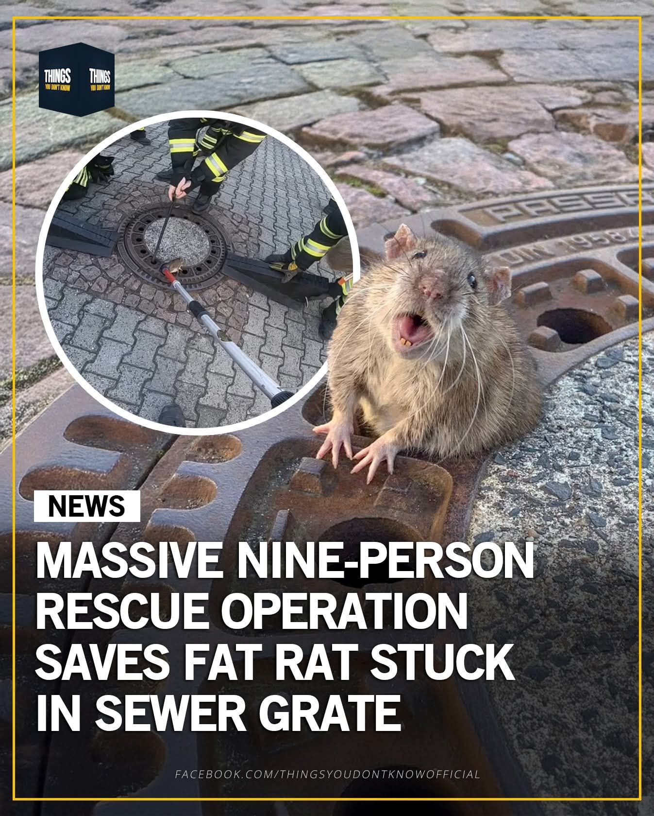 It took about eight firefighters and an animal expert to put this