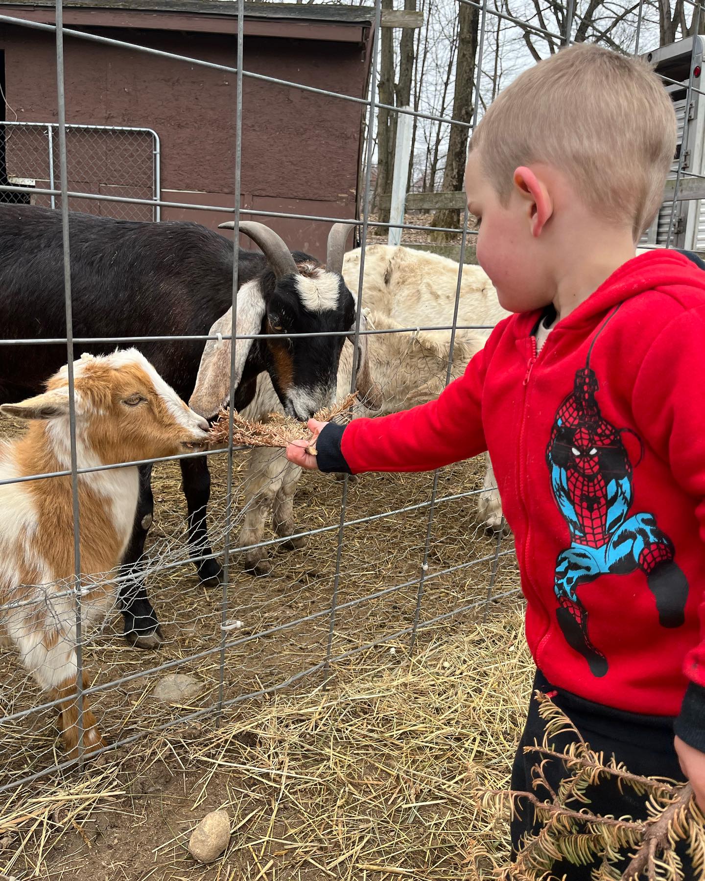 KELLYS KIDS | Prospect CT