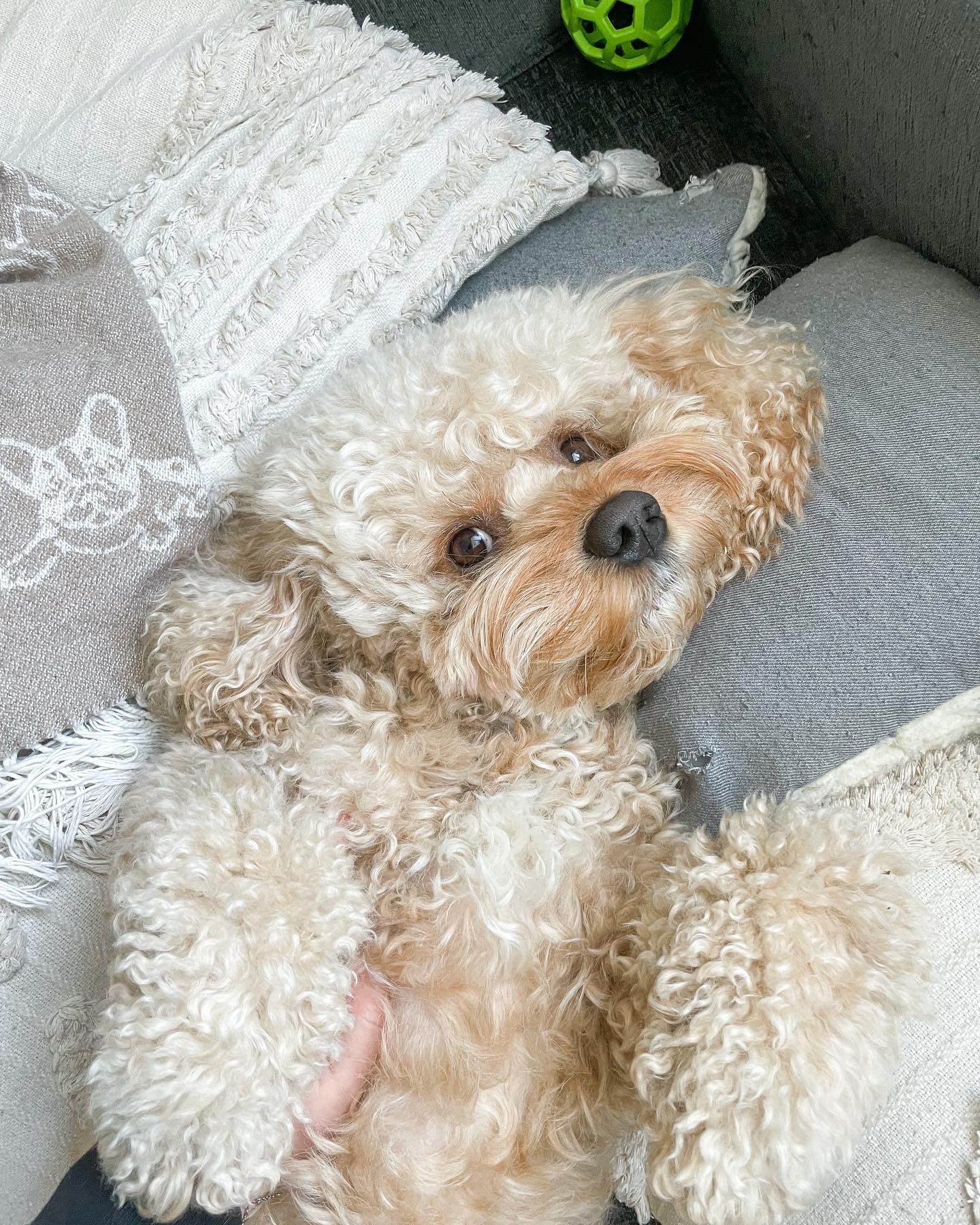Milo The Cavapoo