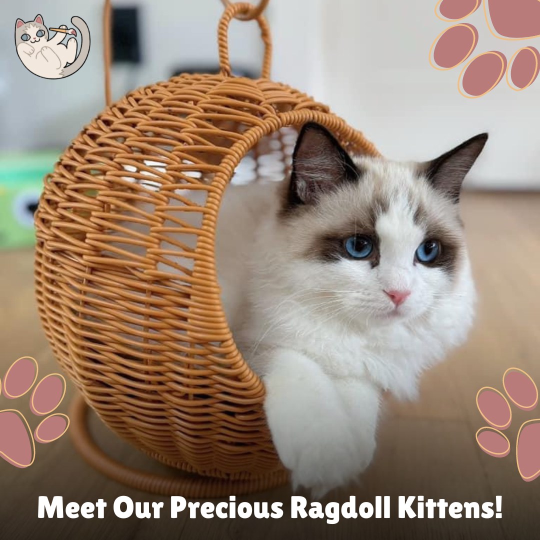 Masterpiece Ragdolls | Olympia WA