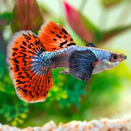 Aquarium Fish Jashore | Jessore