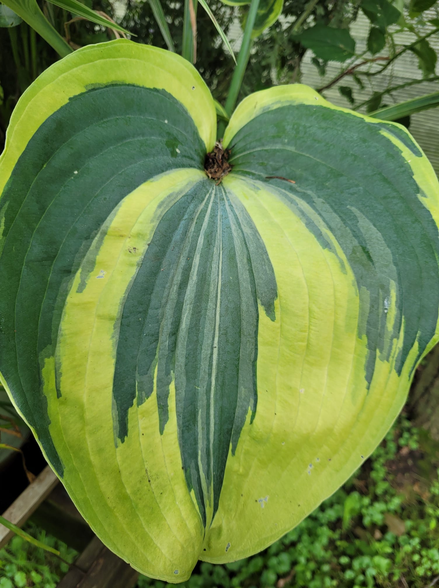 Hosta Obsession Garden Center
