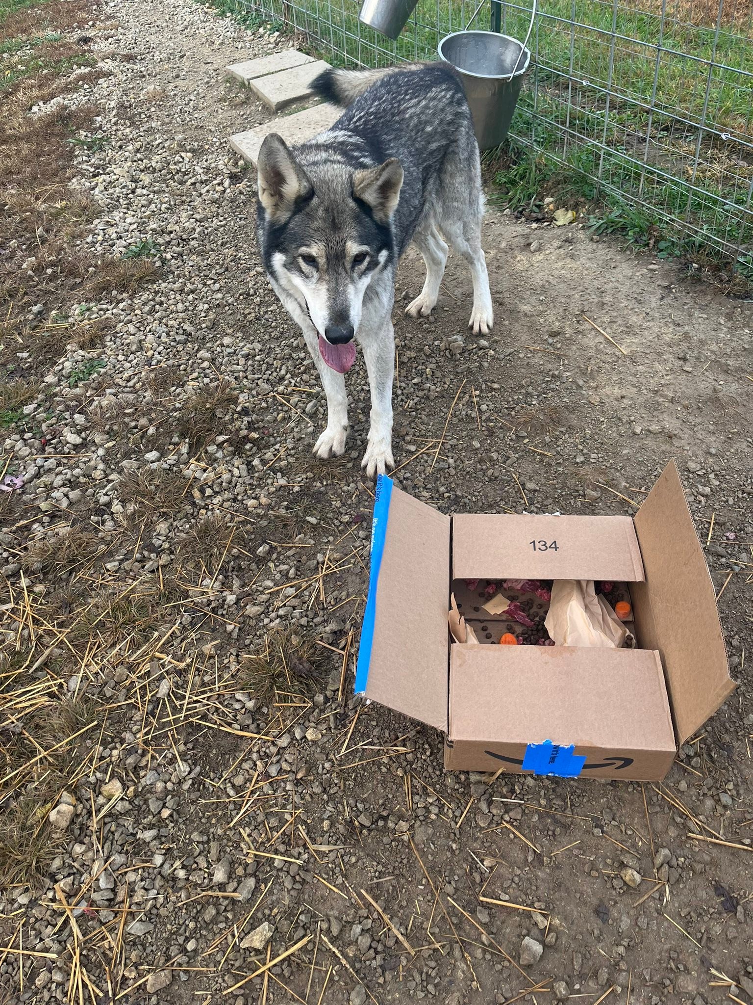 Staff... - Red Riding Hood Rescue Project - a wolfdog rescue | Facebook