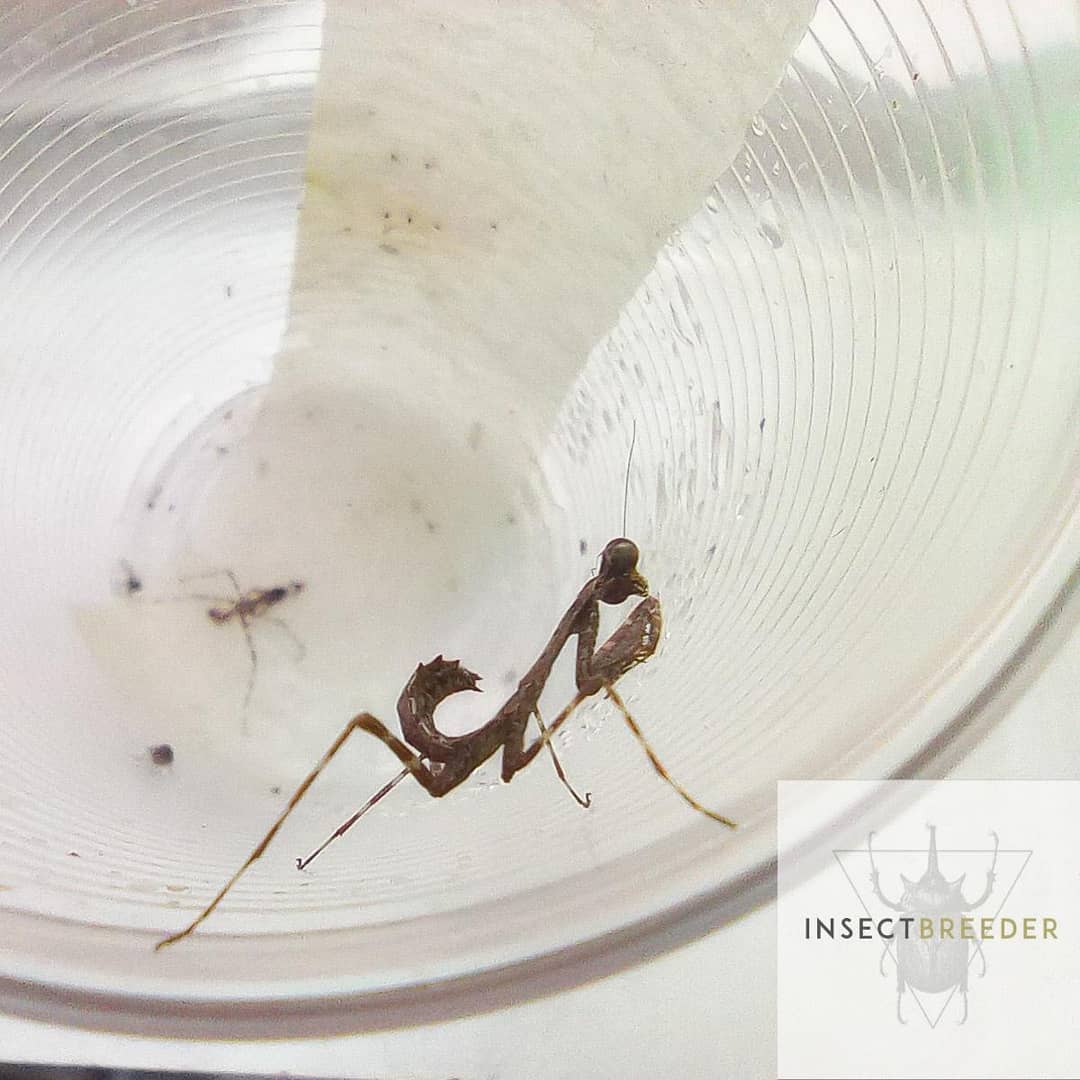 Insect Breeder
