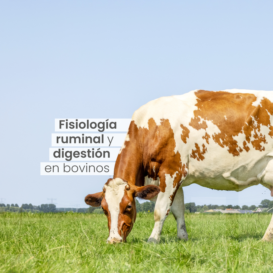 La fisiología del rumen en los... - Rumen, Nutrición Ganadera