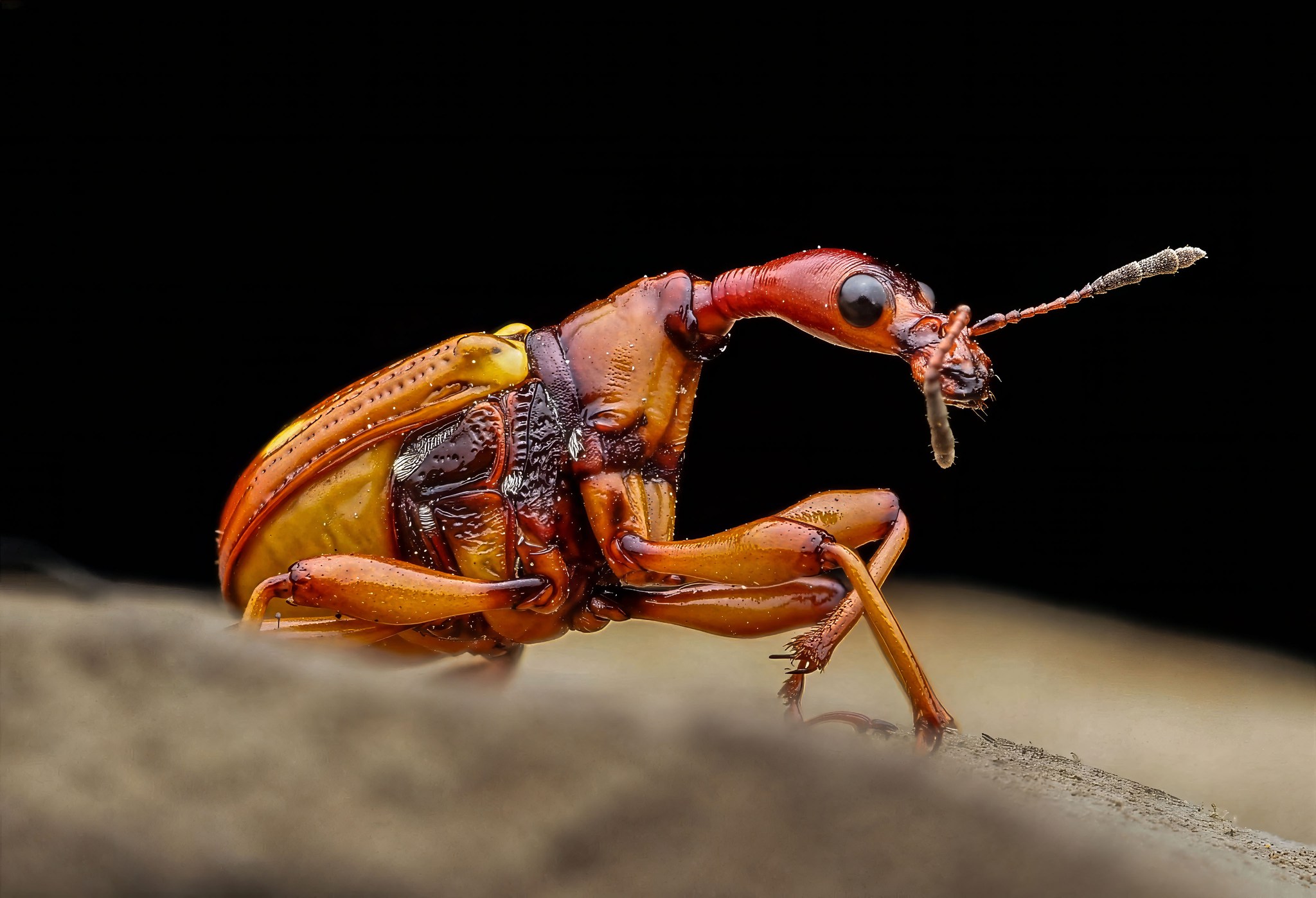 Behind - Leaf Rolling Weevil Loc. Philippines Olympus E-M1X M.Zuiko ...