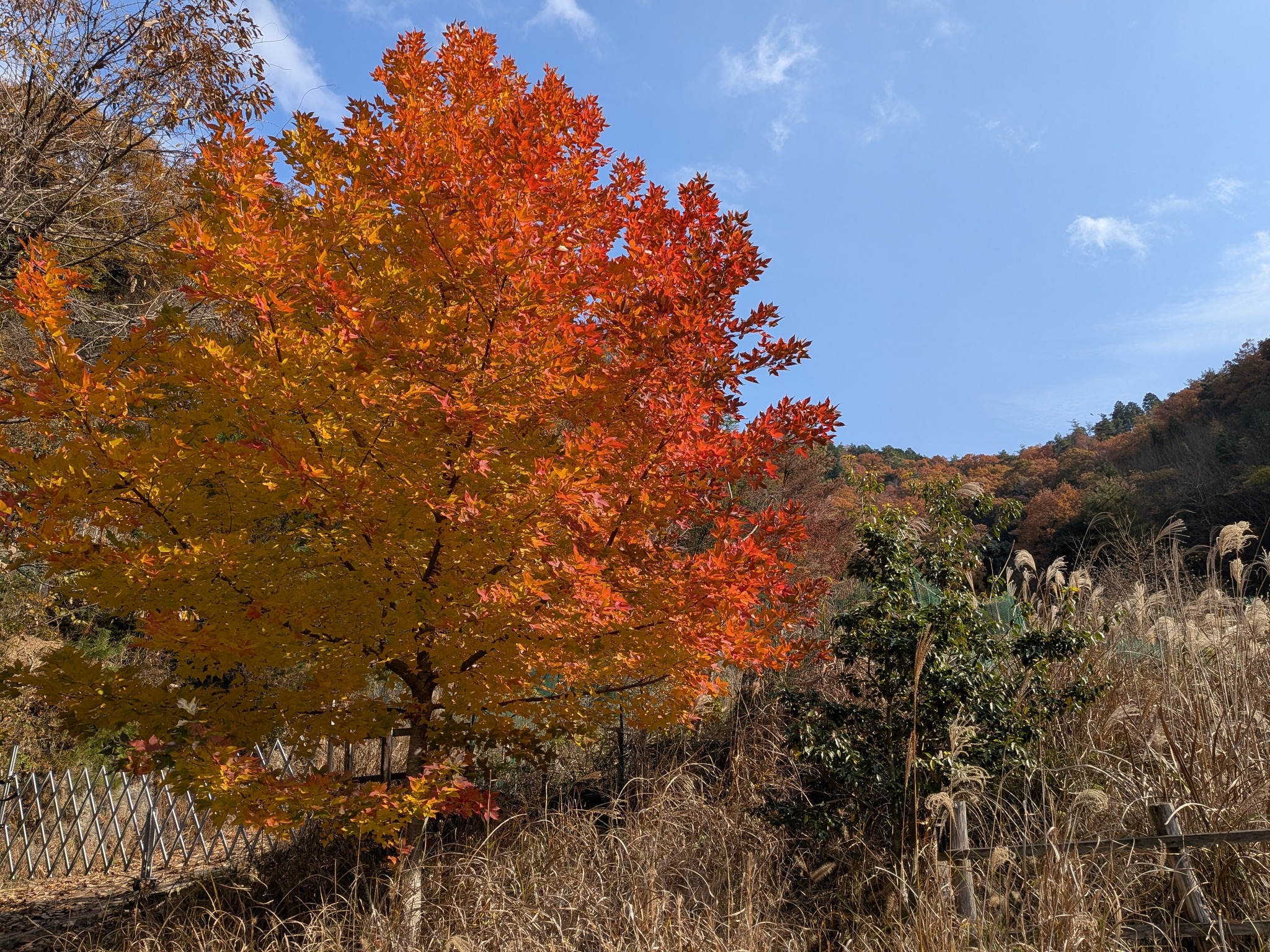 山の冬 最後の紅葉がまだきれいです。 モミジバフウとヤマハゼの赤 