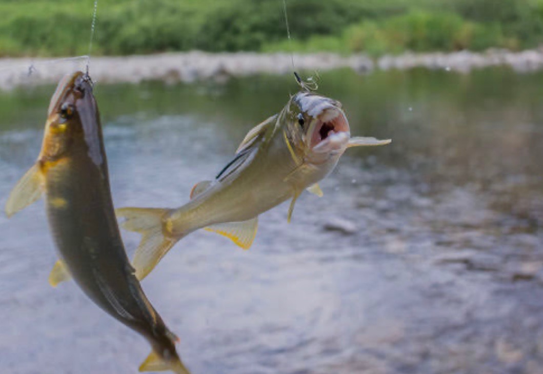 ayu sweetfish rub against decoy fishing lure fishing Megabass SuWitch Wagin Setsuki Su means 4 Fishermen, officials alarmed by poor